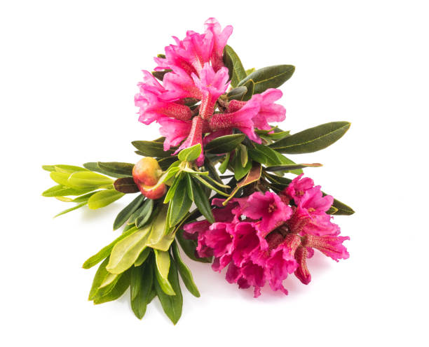 istock Rhododendron ferrugineum 1285989171