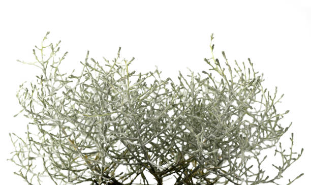istock Cushion bush plant 1285991553