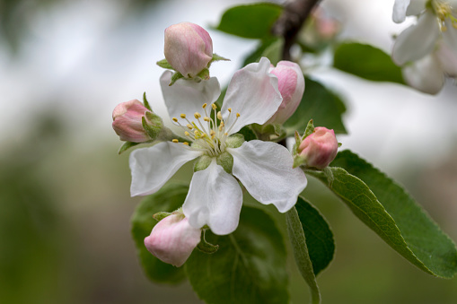 Blossoming of an apple-tree in the early spring.