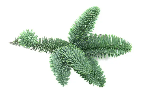 Photo of Branch of noble fir isolated on white
