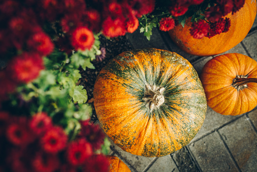 Thanksgiving & Halloween decor with pumpkins. Fall, Autumn. stock photo