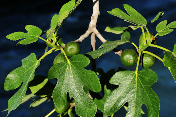 gewöhnliche feigenpflanze nahansicht (ficus carica) essbare früchte - frugivores stock-fotos und bilder