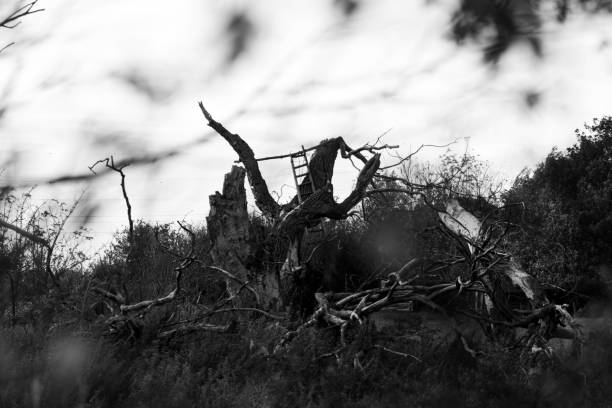 istock Ladder stuck on a dead tree black and white 1285995714