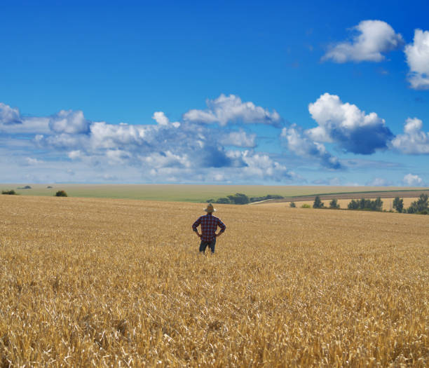 istock Farmer in straw hat stands at harvest ready wheat field 1285996879