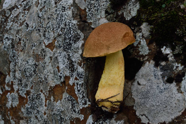 istock Specimen of fungus Leccinum 1285996965