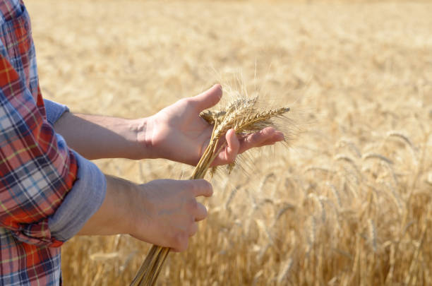 istock Farmer holds wheat harvest ready spikelets in his hand at corn field sunset time 1285997166