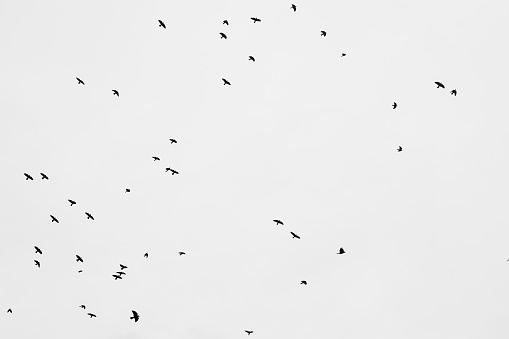 Birds flying black and white silhouette