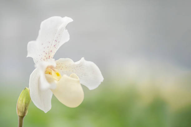 Beautiful  Orchid flower. Green bokeh background.