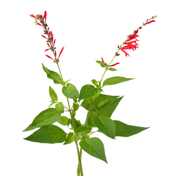 白い背景に新鮮な赤の開花サルビアエレガンス - パイナップルセージ ストックフォトと画像