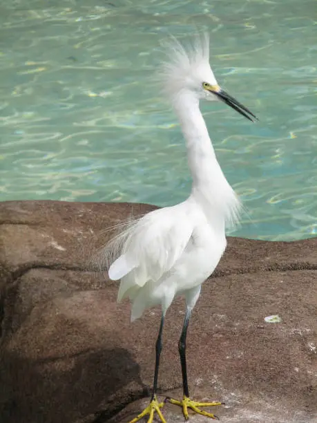 Tall snowy egret bird by a pool of water.