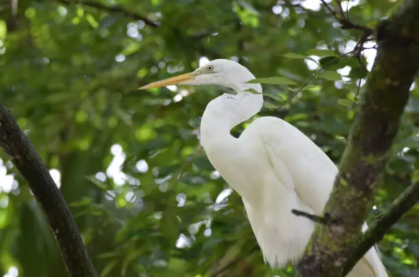 White egret sitting in the top branches of a tree.