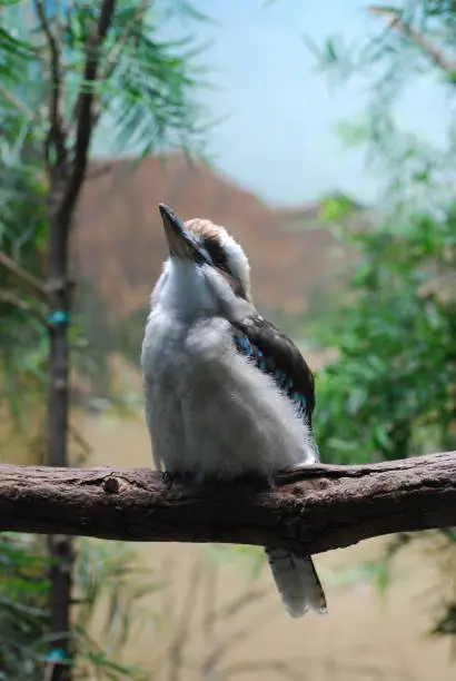 Wild laughing kookaburra perched on a tree branch.
