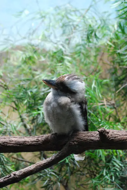 Laughing kookaburra bird sitting on a tree branch.