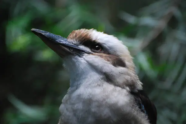 Kookaburra bird up close and personal in the wild.