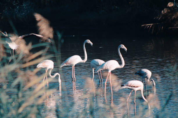istock Flamingos hanging out in the lake 1286000685