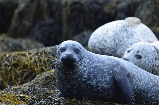 istock Adorable Harbor Seals on Sunning Seaweed 1286000882
