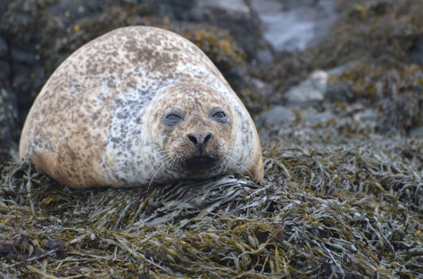 istock Adorable Harbor Seals on Sunning Seaweed 1286000950
