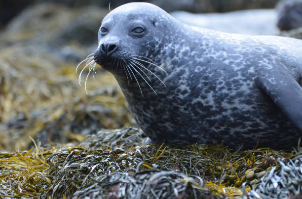 istock Adorable Harbor Seals on Sunning Seaweed 1286000967