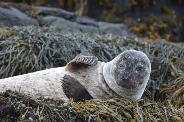 istock Adorable Harbor Seals on Sunning Seaweed 1286001006