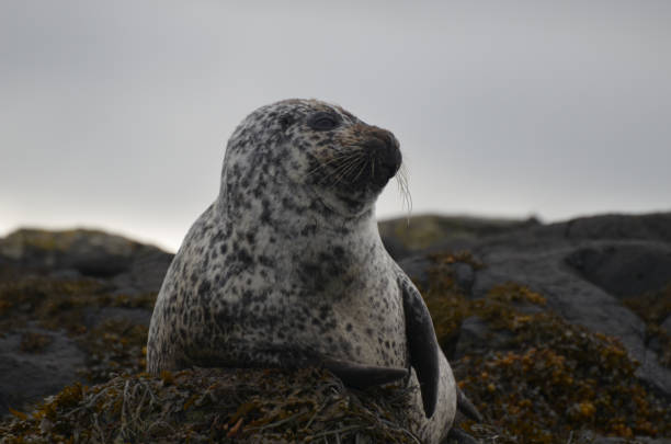 istock Adorable Harbor Seals on Sunning Seaweed 1286001035
