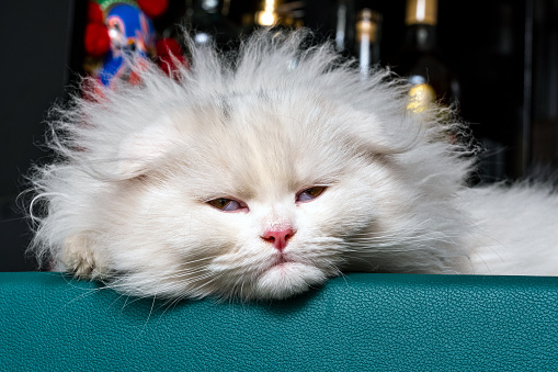 Chinchilla kitten, Scottish Fold LongHair, White Kitten Sleeping on the Bar