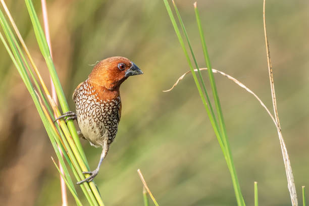 istock Scaly-breasted munia or Spotted munia (Lonchura punctulata) 1286002315