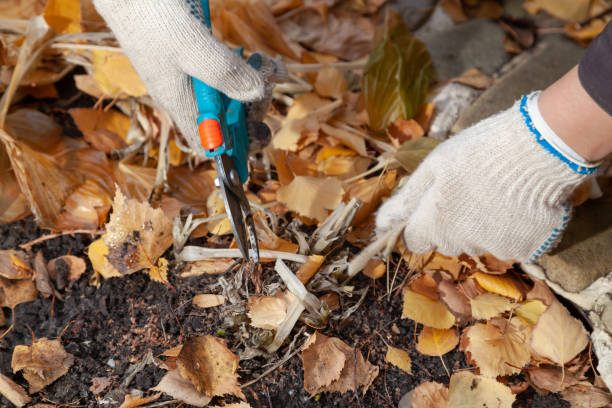 istock Gardener hands pruning secluded host stalks in secateurs with secateurs 1286003198