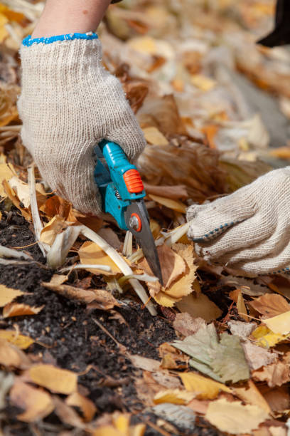 istock Gardener hands pruning secluded host stalks in secateurs with secateurs 1286003256