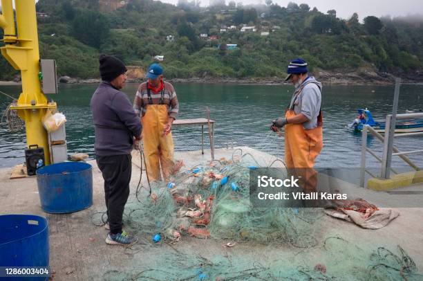 Three Fishermen Get Out Crabs From Fishing Net Stock Photo - Download Image Now - Chile, Fishing, Fisher - Role