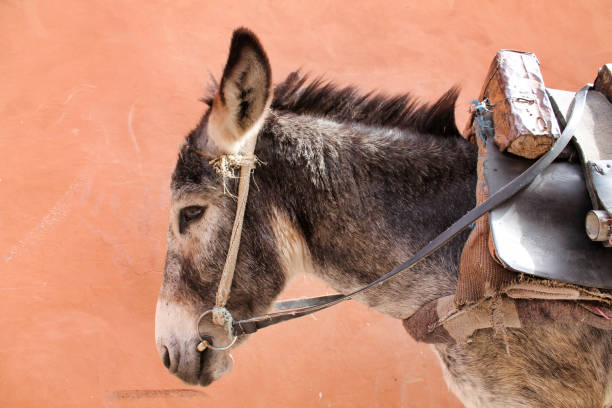 istock close profile portrait of a grey mule 1286003567