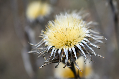 Dried steppe flower close-up