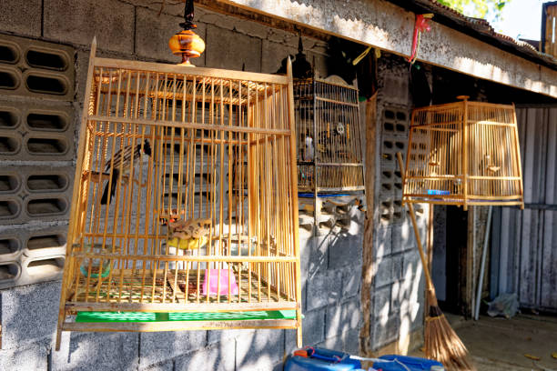 istock Birds in a cages in traditional thai village 1286003949