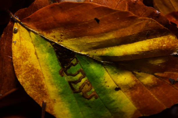 Sunlight hitting multicolored autumn leaves.