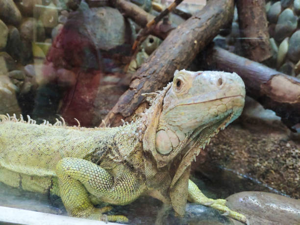 istock Common green iguana in terrarium. Close-up. Oceanarium. 1286006852