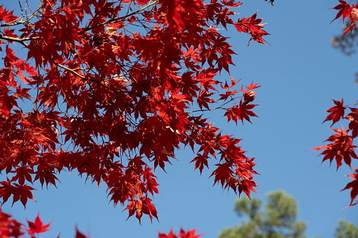 Late Autumn leaves in shades of red, orange, and gold on a tree in the Hunter Valley, NSW, Australia.