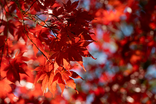 From below, looking up at a Japanese red maple tree in autumn.
