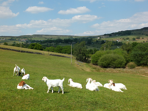 A family group of white farm goats laying down in a field in west yorkshire countryside