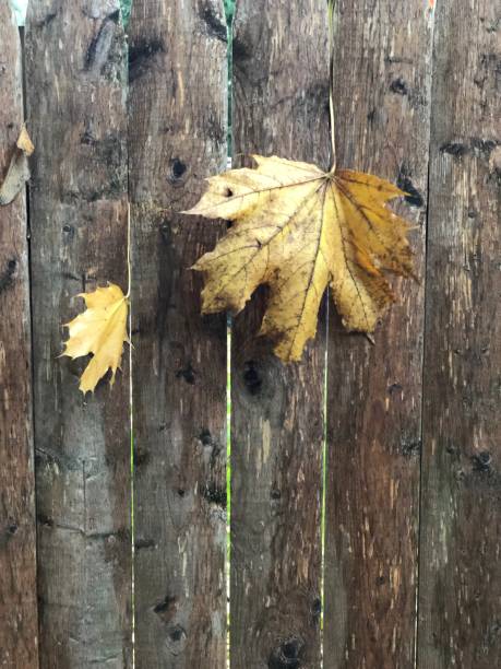 istock Fall leaves caught on a gray weathered fence 1286007634