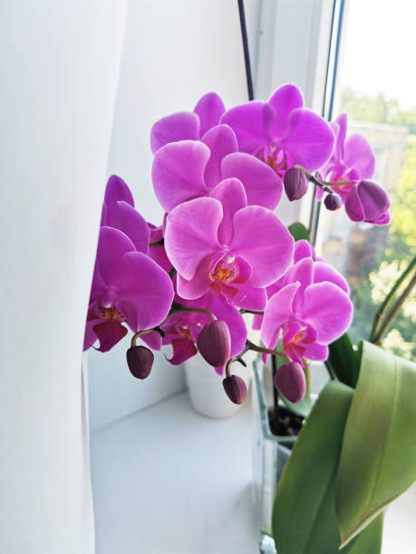 istock cup, plaid, book and orchid on window sill 1286007675