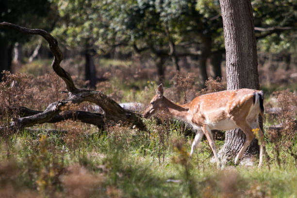 istock A deer curiously walking through the forest in The Netherlands. 1286007882