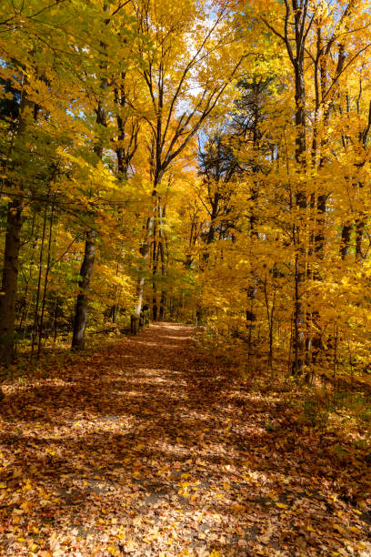 istock Autumn forest pathway at Kortright Centre Conservation, Woodbridge, Vaughan, Canada 1286009295