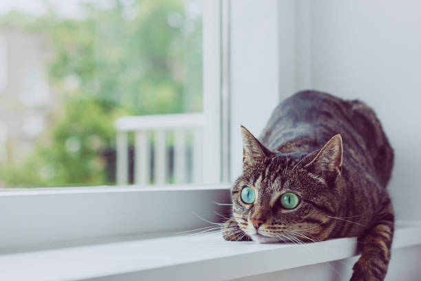 istock Cute tabby cat with green eyes. 1286010407