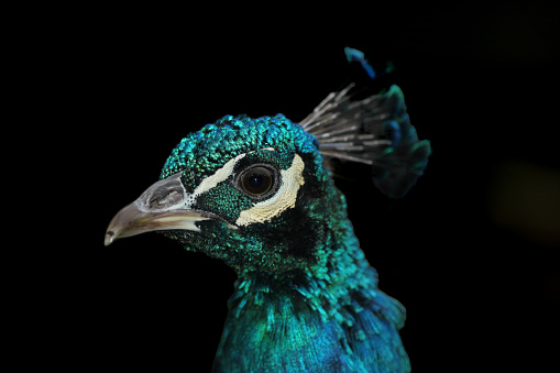 A colourful peacocks head looking at the camera and looking left metallic looking colours shiny green and blue a big peacock eye with a black background