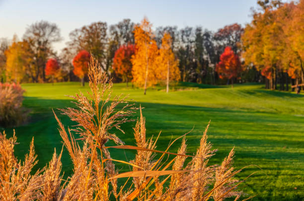 istock Sunny autumn meadow. Scenic warm autumn evening. Focus on foreground 1286010872