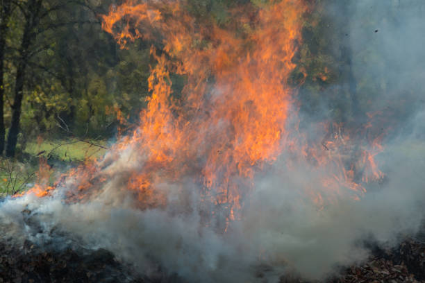 burning dry fallen leaves in rural areas. Autumn season. Ukraine. Europe.