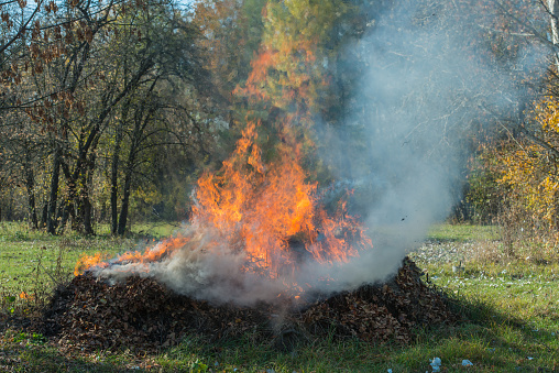 burning dry fallen leaves in rural areas. Autumn season. Ukraine. Europe.