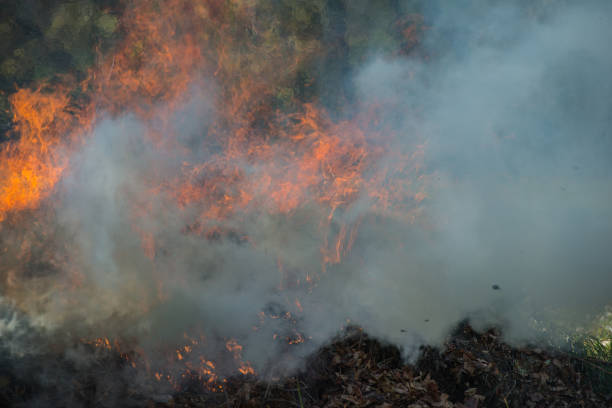 burning dry fallen leaves in rural areas. Autumn season. Ukraine. Europe.
