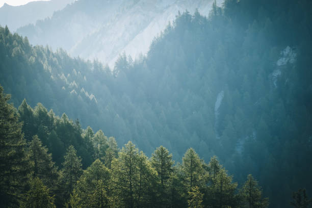 istock Overview of a forest in morning light, Zinal 1286011687