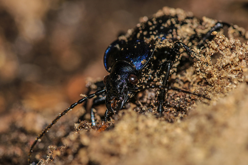 A black beetle on a rock. Insects in nature.