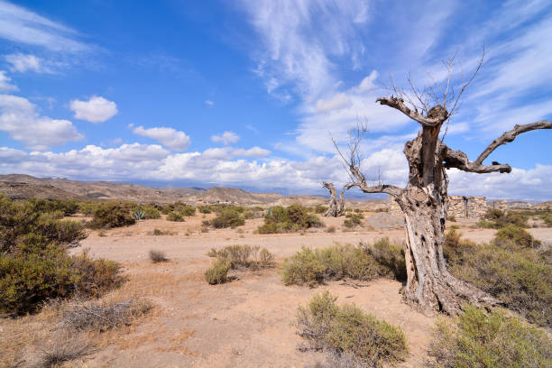 istock Desert Tabernas in Almeria Province Spain 1286011723